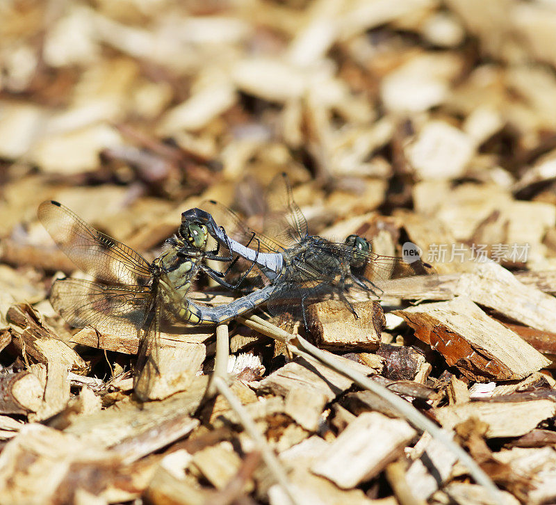 黑尾蜻蜓(Orthetrum cancellatum)交配